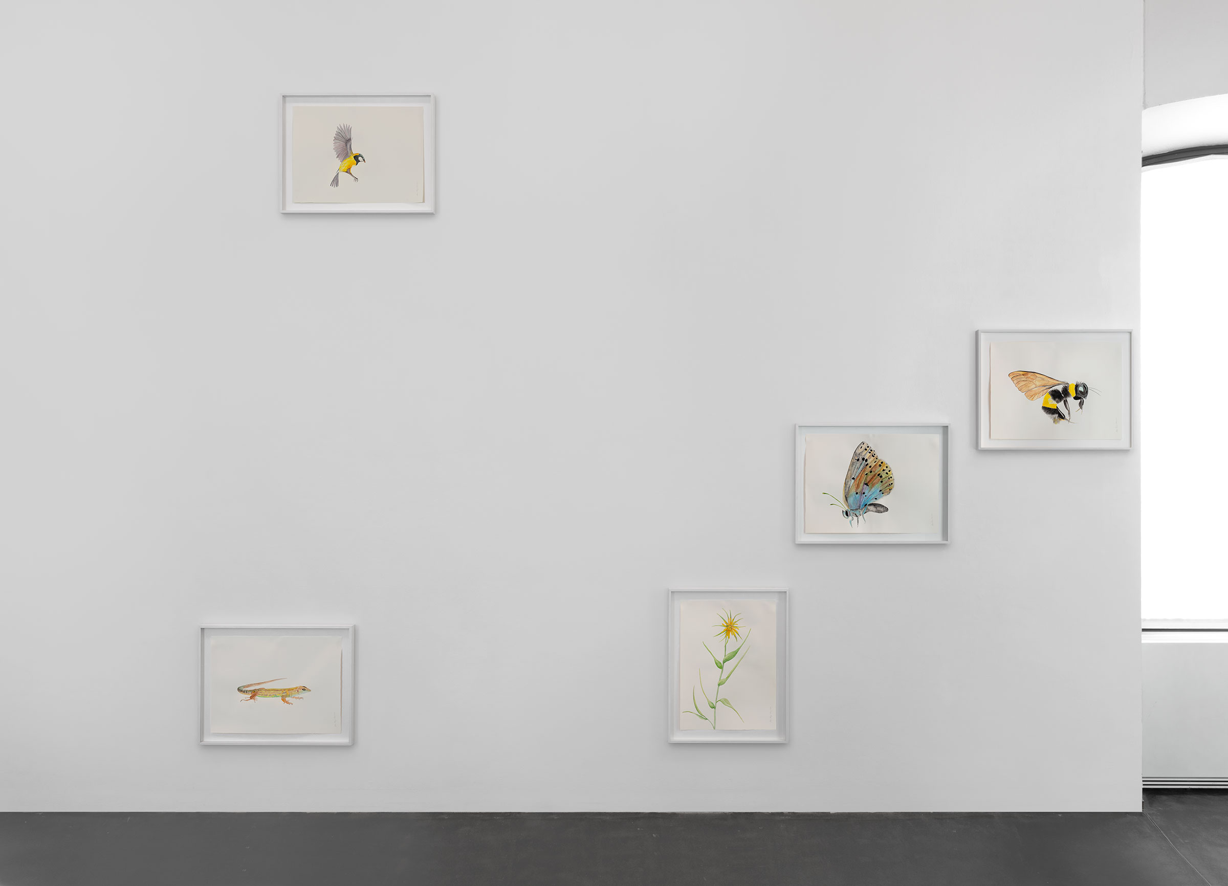 Maria Thereza Alves, installation view